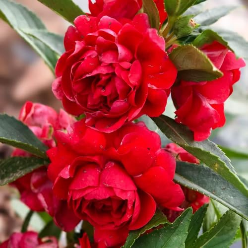 Impatiens balsamina - semi di giardino balcone semi di resistenti al coperto 50pcs