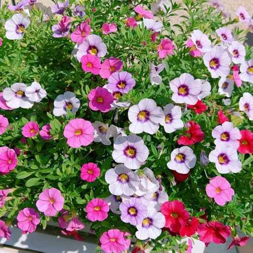 semillas de petunia colgantes perennes - exóticas resistentes, orgánicas 100pcs