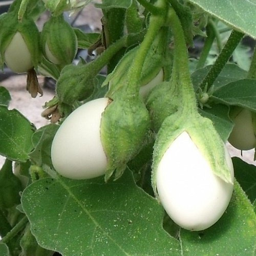 Lot de 15 graines aubergine blanche ronde a oeufs potager legume