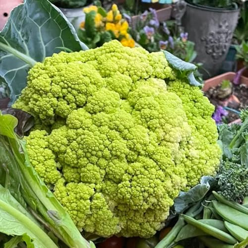 blumenkohl samen - blumenkohlsamen - gemüsepflanzen,exotische pflanzen winterhart winterblumenkohl steingartenpflanzen winterhart, gemüsesaat wintergemüse samen gemüsesamen winterharte 500pcs