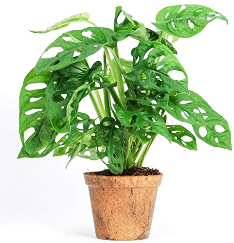 Adorable Monstera obliqua Monstera Monkey Leaf Plante verte d'intérieur Dépolluante 20-30 cm