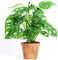 Preciosa Monstera obliqua 'Monkey Leaf' Planta de Interior Purificadora del Aire 20-30cm