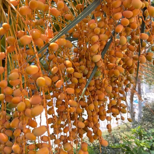 Semi di palma da datteri - biologici dattilifera seme Le giardino sono perenni resistenti 50pcs