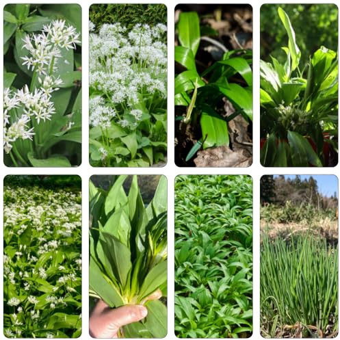 Aglio Orsino giardino acquistare semi selvatico giardino varietà tradizionali decorazione 500pcs