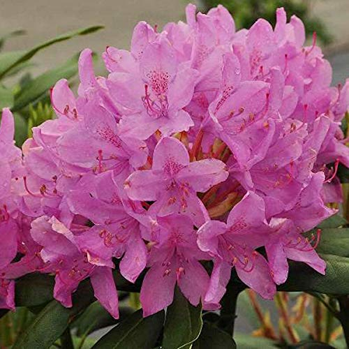 Rhododendron 'Roseum Elegans' - Eleganz 40-50 cm Topf