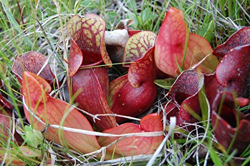 Portal Cool Sarracenia purpurea * Viola Nepente Pianta Carnivora * * 10 Semi