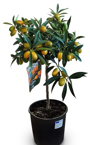 Sunny Tree Kumquat Fortunella - 3 años - Árbol cítrico - Planta de cítricos - Fruta - 90 centímetro - Mercancía A
