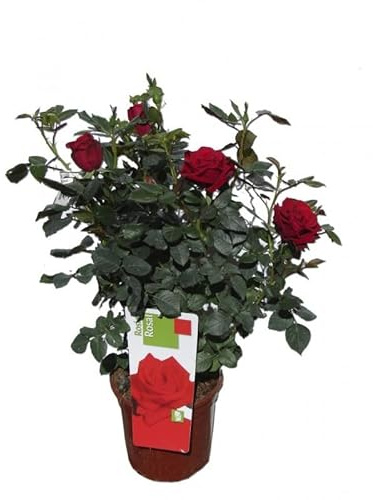 Rosal Perfumado Rojo PREMIUM Planta de Exterior Natural