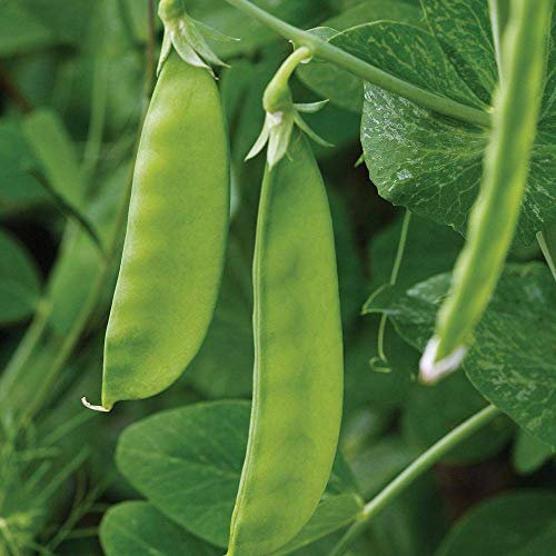 Pea Mangetout Seeds 'Oregon Sugar Pod'Hardy Annual Vegetable Garden Plants Easy to Grow Your Own 1 Packet 250 Seeds by Thompson and Morgan