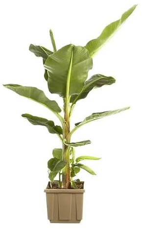 Bananera de Interior | Altura: 80-100 cm | DECOALIVE | Planta con Hojas Grandes