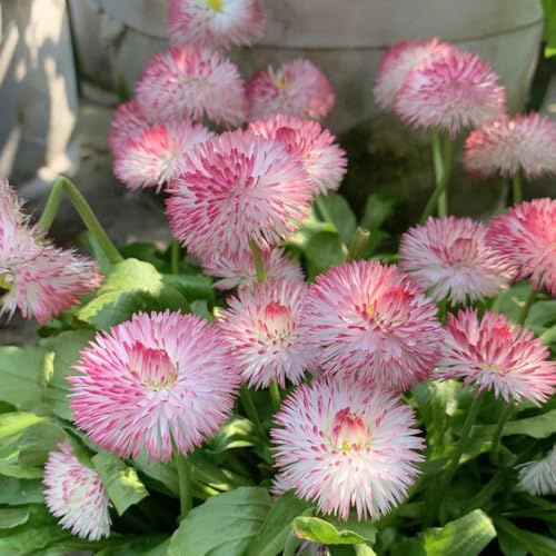 gänseblümchensamen - exotische zimmerpflanzen balkon bodendecker winterhart garten mehrjährig 100pcs