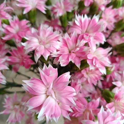 Semi di garofano, esotiche di garofano selvatico, decorazione da giardino per esterni semi di da appartamento regali 500pcs