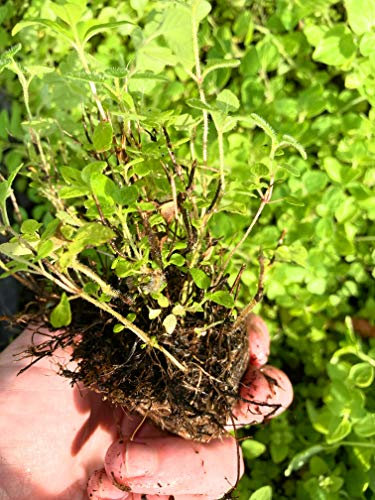 3 x Fresh Marjoram (Herbs) Young Transplants (Free UK Postage)