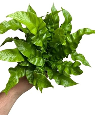 Helecho Asplenium Natural Planta de Interior con Estilo Único