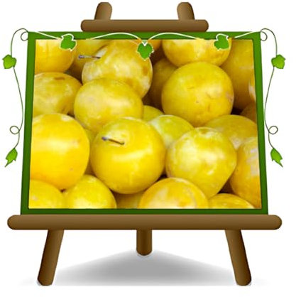 EURO PLANTS VIVAI Prunier Son Gold plante fruitière en pot 20 cm hauteur 150~170 cm - Âge 2 ans