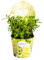 Ortensia per pannocchie – Ortensia paniculata Magical Candle Ø19 cm – 30 – 40 cm