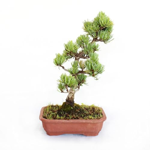 KENTIS - Bonsai Pinus Parviflora Pentaphylla - Pino Bianco Giapponese - Piante Vere da Esterno Giardino Terrazzo - H 30-40 cm Vaso in Terracotta 21 cm