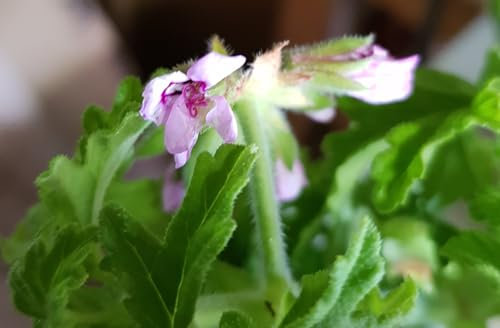 Pelargonium x 'Crispy' / Géranium au parfum de citron/Godet