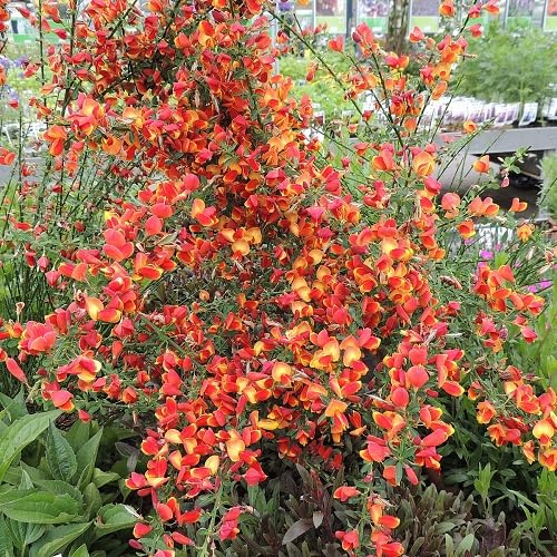 2 x Ginestra di Lena/Cytisus Lena | Piccolo arbusto resistente - Fiori giallo-rossi - 2 piante perenni da fiore | 2 vasi da 1,5 litri