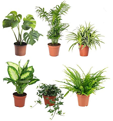 DECOALIVE | Monstera Deliciosa, Palmera Chamaedorea, Chlorophytum, Dieffenbachia, Hiedra y Helecho | Plantas Que Necesitan Poca Luz