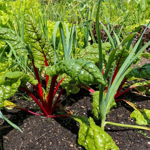semillas de acelgas organicas de jardín de rocas resistentes, comprar de acelgas, invierno 30pcs