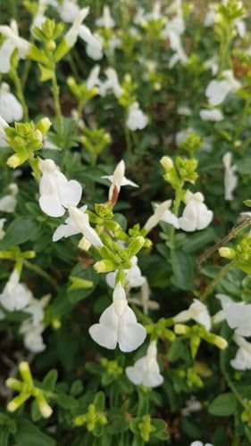 Salvia greggi MIRAGE 'White'® / Sauge arbustive blanche/Conteneur de 3 à 4 litres/Vivace