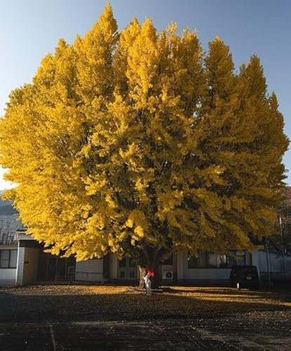 Maidenhair Tree Ginkgo Biloba 5 Seeds UK Hardy