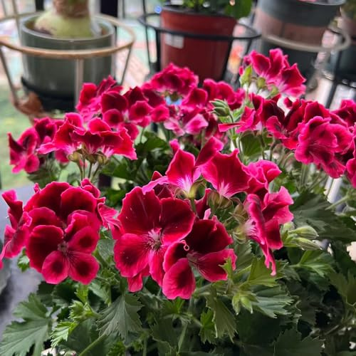geraniensamen - hochbeet schnittblumen indoor alte sorten gartendeko für draußen blumensamen mehrjährig winterhart outdoor rankpflanzen dekoration wohnzimmer zimmerbonsai 100pcs