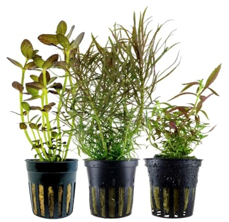AquaOne Akvarium växter I 3 x vattenväxter I färgglada akvarieväxter I Limnophila Alternanthera Ammannia Ludwigia I medelhöga växter bakgrundsväxter