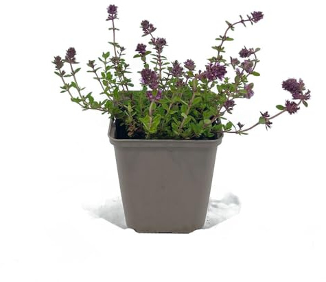 24 Stück Thymus serpyllum von Intragarten | winterharter und immergrüner Bodendecker | Feld-Sand-Thymian im 9 cmTopf