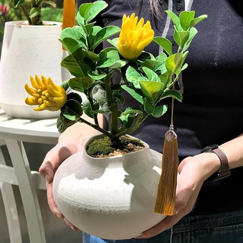 Semi di limone mano di Buddha-Semi di bergamotto-vaso per,albero per giardino d'appartamento, semi di giardino di resistente 100pcs