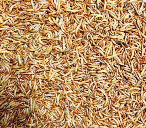 Tenebrio Molitor Vivos (300–400 uds) – Gusano de la Harina – Alimento para Hormigas en Hormigueros y Snack Vivo para Reptiles-Gecko-Pajaros etc