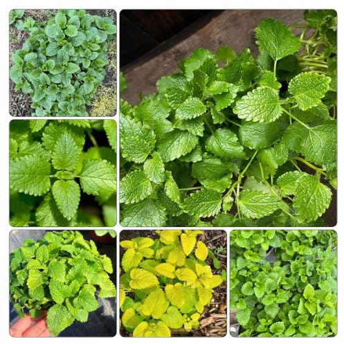 semillas de melisa - invernadero jardín rocas al aire libre resistentes en jardín orgánicas interior, 800pcs