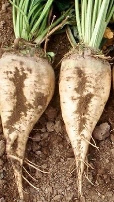 250 semi di barbabietola da zucchero dal giardino Barbabietola da zucchero