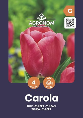AGRONOM | Tulipanes - CAROLA | Color Rosado | Flores perennes adecuadas para plantar en céspedes floridos y en jardines | Paquete de 4 bulbos