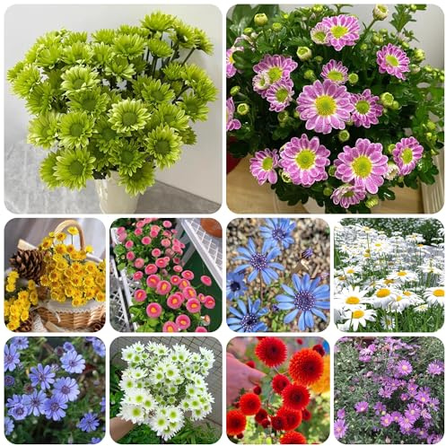 semi di margherita - recisi margherita per decorazione da giardino per esterni, tappeto to selvatici da balcone perenne resistente tappezzante 500pcs