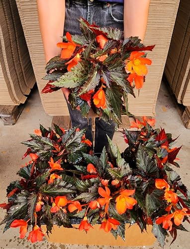 POWERS TO FLOWERS - BEGONIA PENDULA DA BALCONE, A FIORE ARANCIONE, 3 PIANTE, VASO 14 CM, piante vere