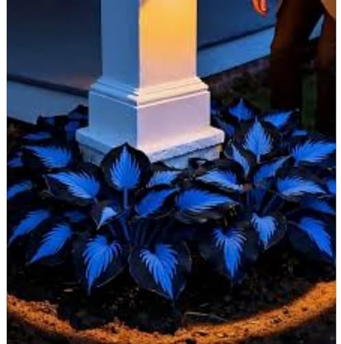 Hosta Tubérculos Resistentes - Hosta Rizoma para Jardín-4Tubérculos-D