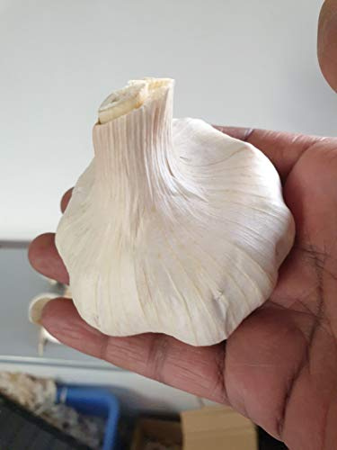 Fresh Organic Garlic corms Seeds Wight Garlic Seeds for Large Bulbs(Autumn) 20,30,50,70,100 (50)
