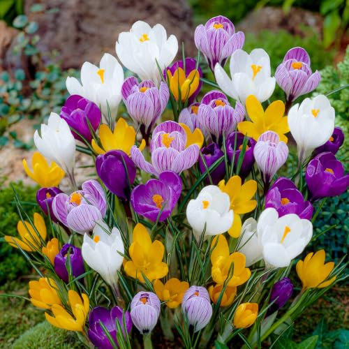 FLORIUM - Grande collection d'oignons de crocus (100 bulbes/5 variétés), mélange vivace, résistant à l'hiver provenant de Hollande, idéal pour un paradis florissant dans le jardin (pas de graines)