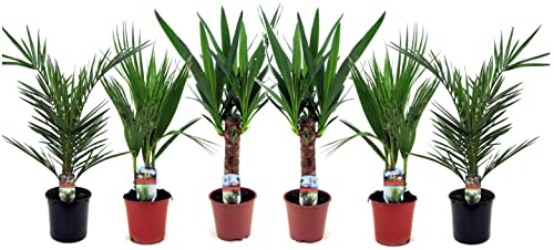 Plant in a Box - Palmiers - Mix de 6 - Palmier Plante naturel d interieur - Phoenix - Yucca Washingtonia - Pot 14/15cm - Hauteur 50-70cm