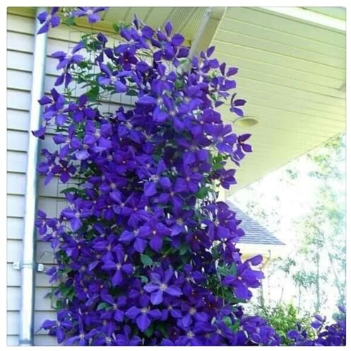 Resistente al frío - Raíz de clemátide - Decoración paisajística de terraza de jardín-vertical - / [CXXFGFT].-4 Bulbos-F