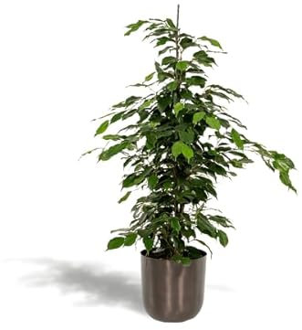 Ficus benjamina Danielle – Ø 21 cm – 95 cm + kruka mayk bly