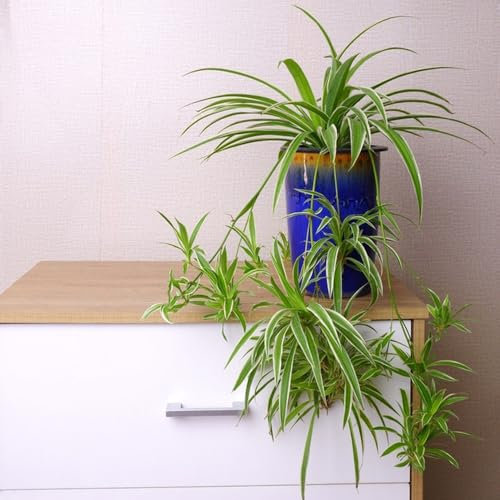 grünlilie samen - dekopflanzen zimmerbonsai bonsai pflanzensamen topfpflanzen draußen winterhart - Seltene pflanzen serie - stauden winterhart mehrjährig winterharte pflanzen für 140pcs