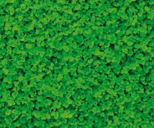 Semi di Trifoglio Nanissimo, 5 kg.Erba Ornamentale per Prato, Verde