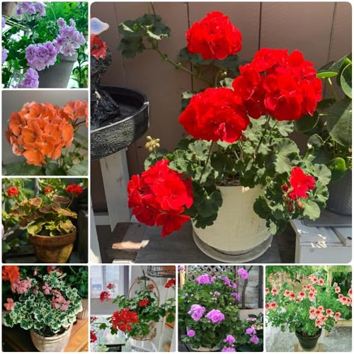 Semillas de geranio, Pelargonium hortorum, semillas orgánicas resistentes para el jardín 120pcs