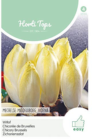 Hortitops 12135 Salade de chicorée Mechelse Mittelvroeg Videna (graines de chicorée)