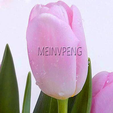 New 20pcs Not Tulip Bulbs Flower Seeds for Gardening Light Pink: Only Seeds