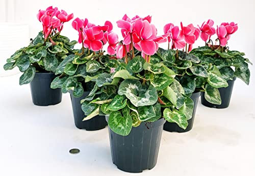 POWERS TO FLOWERS - CICLAMINO A FIORE GRANDE ROSA SALMONE, CICLAMINO DA BALCONE, 6 PIANTE, VASO 14CM Diametro, piante vere