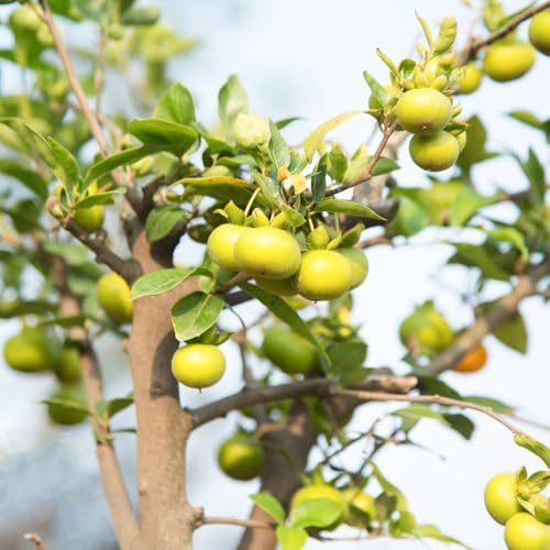 Semi di cachi - da frutto frutto colonnare esotico comprare da frutteto colonnari semi di balcone serre balcone per gli amanti del 18pcs